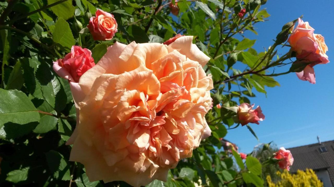 ****Fewo "Alltag...Ade'" Dippoldiswalde Esterno foto
